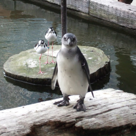 ペンギン　神戸花鳥園に行ってきました！